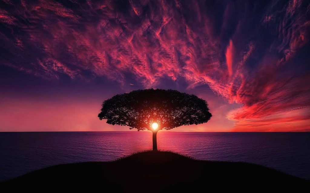 alternative energy solutions - image shows the Sun shining through a tree at night on the beach